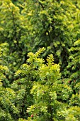 TAXUS BACCATA DOVASTONII AUREA