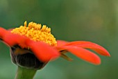 TITHONIA ROTUNDIFOLIA FIESTA DEL SOL