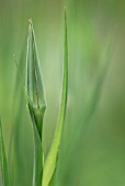 TRAGOPOGON PORRIFOLIUS