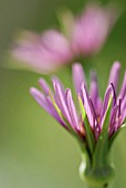 TRAGOPOGON PORRIFOLIUS