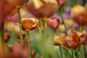 TULIPA BRONZE KING