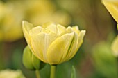 TULIPA CHARMING LADY