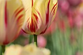 TULIPA CRI DE COEUR