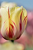 TULIPA CRI DE COEUR