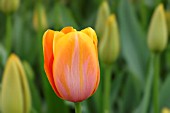 TULIPA DORDOGNE