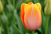 TULIPA DORDOGNE