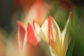 TULIPA GREIGII FAIRYTALE