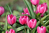 TULIPA HUMILIS VIOLACEA