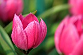 TULIPA HUMILIS VIOLACEA