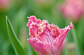 TULIPA KATIE MELUA