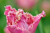 TULIPA KATIE MELUA