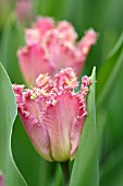 TULIPA KATIE MELUA