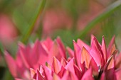 TULIPA LITTLE BEAUTY