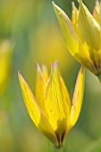 TULIPA ORPHNIDEA FLAVA