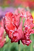 TULIPA PINK PANTHER