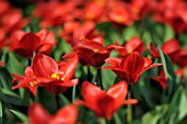 TULIPA KAUFMANNIANA SHOWWINNER