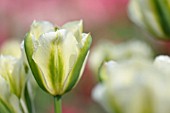 TULIPA SPRING GREEN