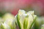 TULIPA SPRING GREEN