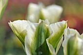 TULIPA SPRING GREEN