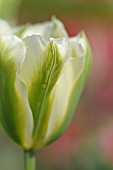 TULIPA SPRING GREEN