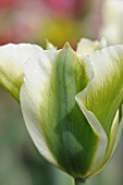 TULIPA SPRING GREEN