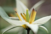 TULIPA TURKESTANICA