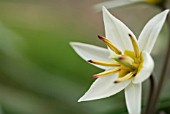 TULIPA TURKESTANICA