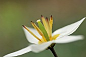 TULIPA TURKESTANICA