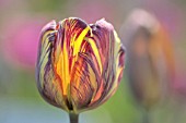 TULIPA YELLOW PERFECTION  Tulip infected by the feared mosaic tulip virus.