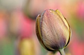 TULIPA YELLOW PERFECTION