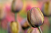 TULIPA YELLOW PERFECTION