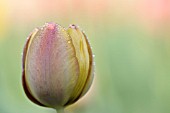 TULIPA YELLOW PERFECTION