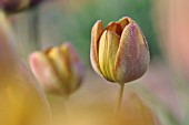 TULIPA YELLOW PERFECTION