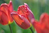 TULIPA WILBERFORCE