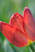 TULIPA WILBERFORCE