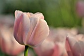 TULIPA OLLIOULES