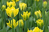 TULIPA VIRIDIFLORA YELLOW SPRING GREEN