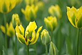 TULIPA VIRIDIFLORA YELLOW SPRING GREEN