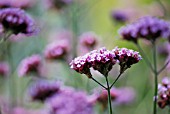 VERBENA BONARIENSIS