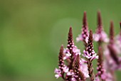 VERBENA HASTATA ROSEA