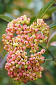 VIBURNUM NUDUM