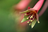 TROPAEOLUM PENTAPHYLLUM