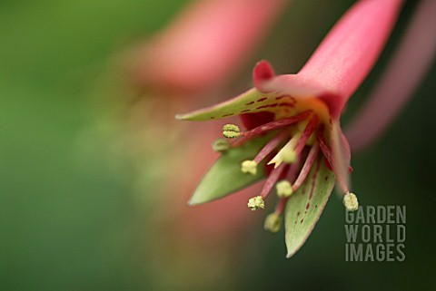 TROPAEOLUM_PENTAPHYLLUM