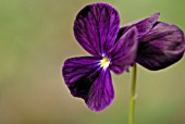 VIOLA CORNUTA ROSTHORNE BLACK