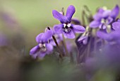 VIOLA LABRADORICA