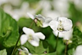 VIOLA SORORIA ALBIFLORA