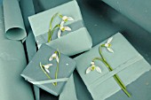 GALANTHUS NIVALIS ON PRESENTS