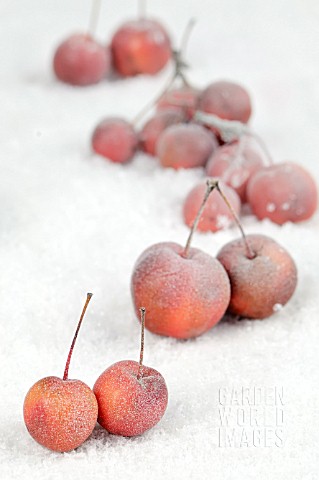 FROSTED_RED_APPLES