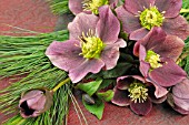 BOUQUET OF HELLEBORUS NIGER