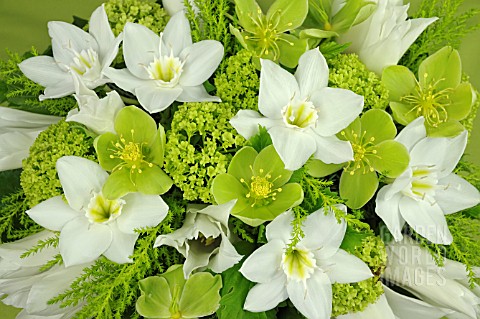 BOUQUET_WITH_EUCHARIS_HELLEBORES_TULIPA_VIBURNUM_OPULUS_AND__CUPRESSUS_MACROCARPA_GOLDCREST